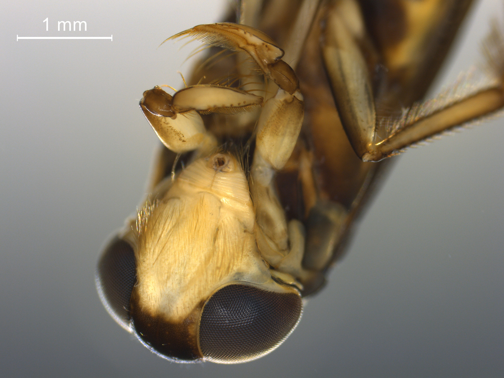 Glaenocorisa propinqua